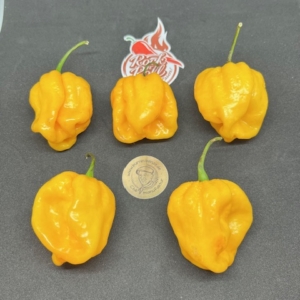 Chili Samen, Pflanzen und Dünger