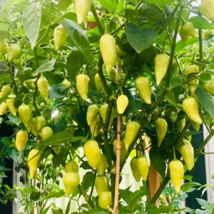 Capsicum Baccatum